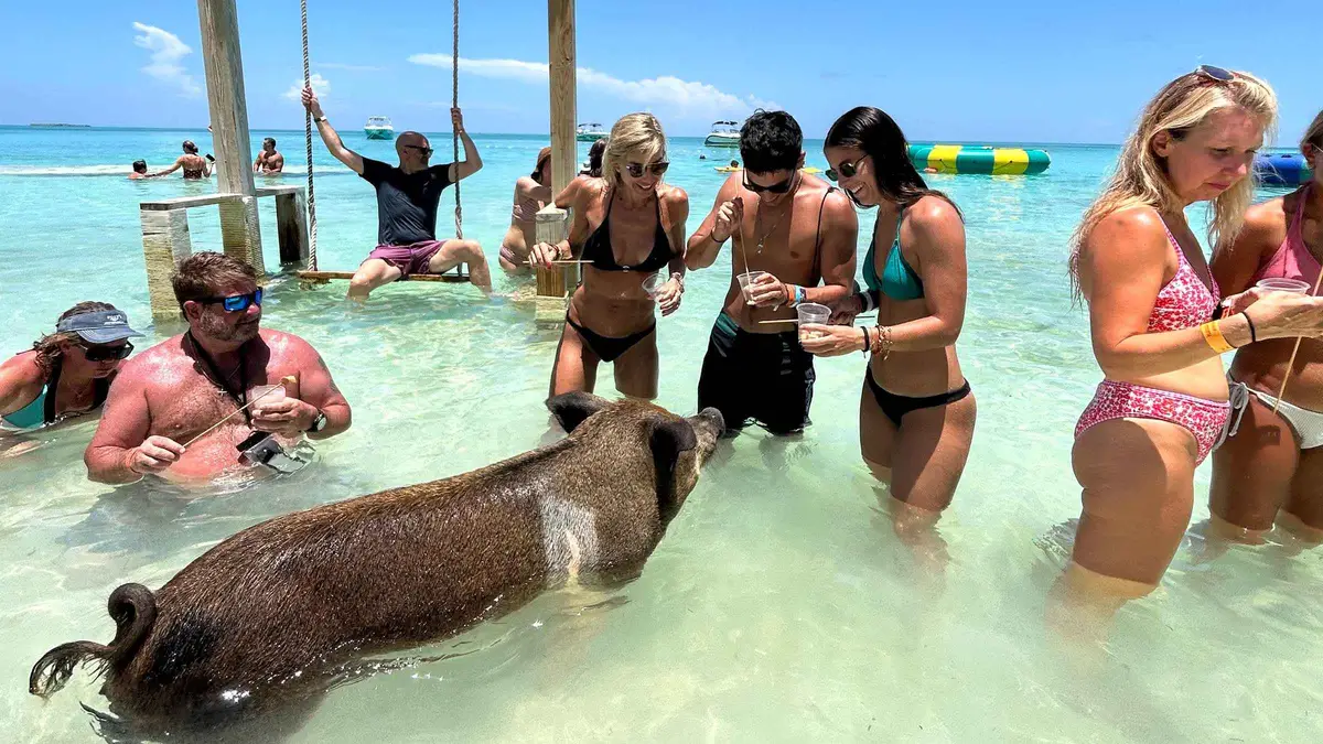 Swimming pigs on the beach at Rose Island on a Nassau shore excursion on a Bahamas cruise from Miami