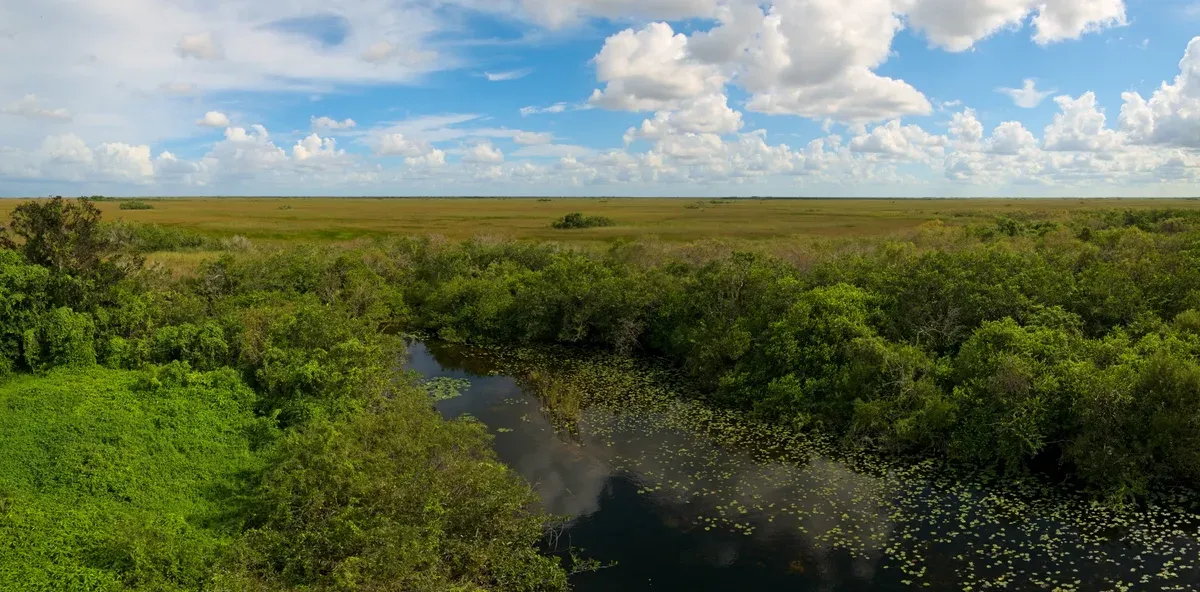 The sawgrass prairie seen from the Shark Valley observation tower in the Everglades, a day trip from Miami before a Bahamas cruise