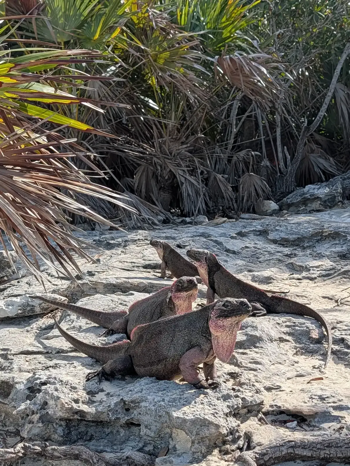 Allen's Cay rock iguanas on limestone, a stop on an Exuma powerboat day trip from Nassau