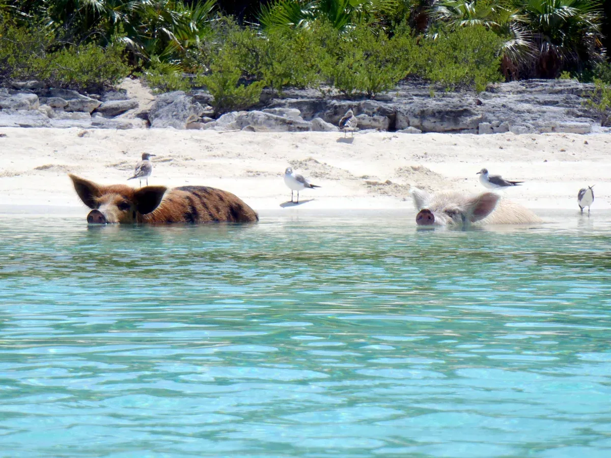 Two pigs resting in the shallows beside a rocky beach with gulls, a general photo of swimming pigs in the Bahamas
