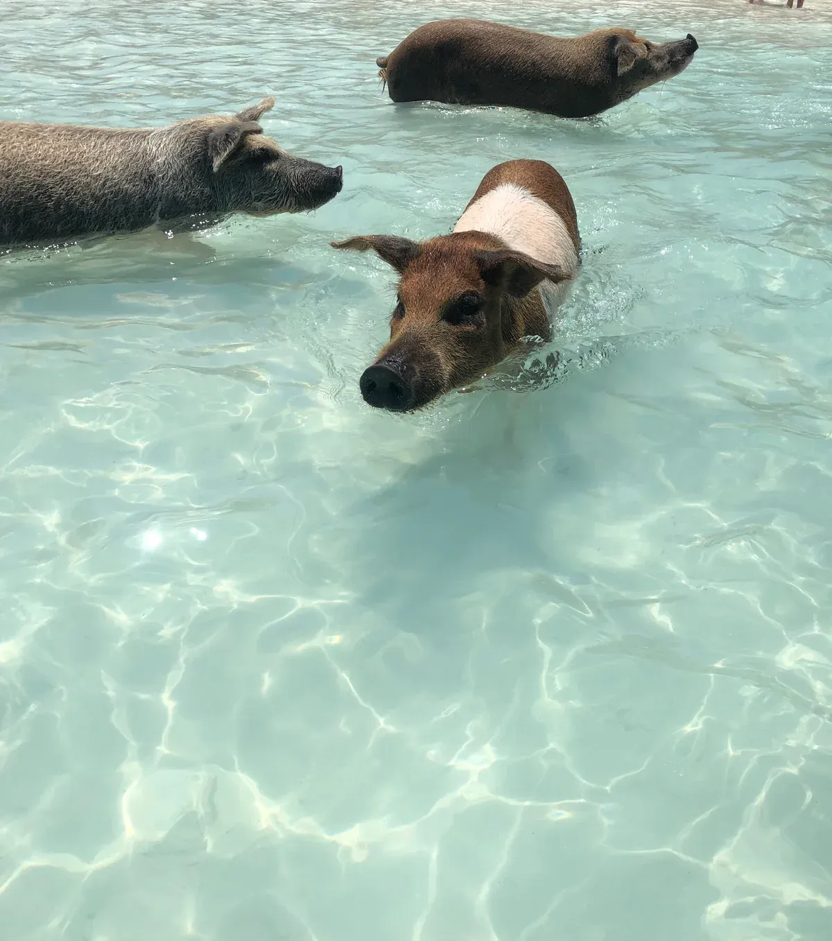 Pigs paddling in shallow water at Big Major Cay in the Exumas, not a stop on the Nassau swimming pigs tour
